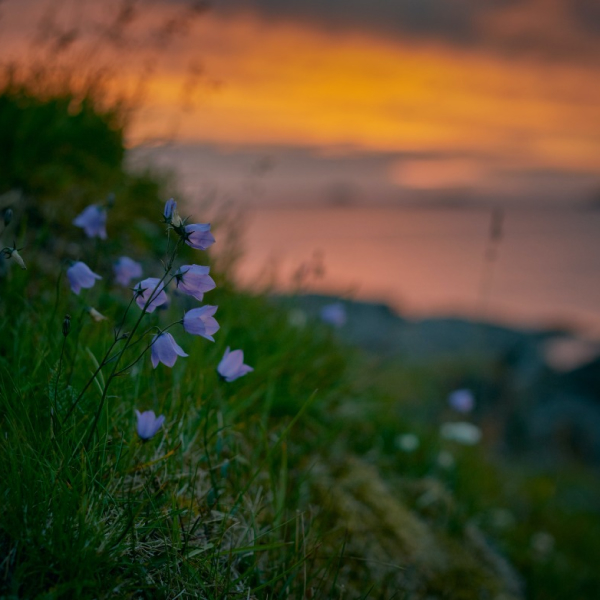 image of a bluebells