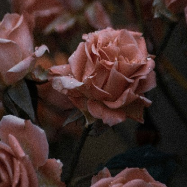 image of a rose