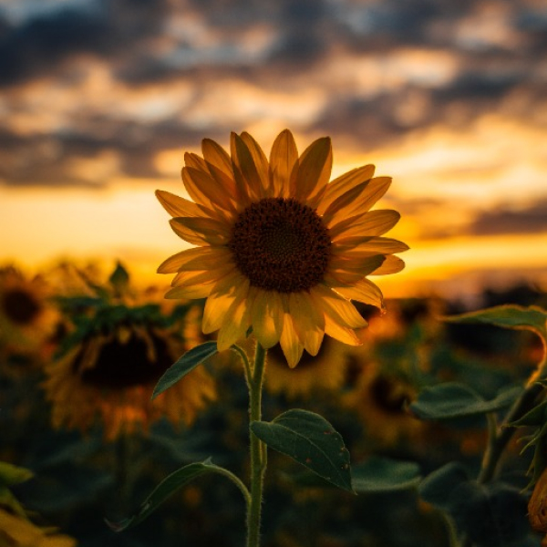 image of a sunflower